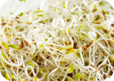 Salad Mix Sprouts